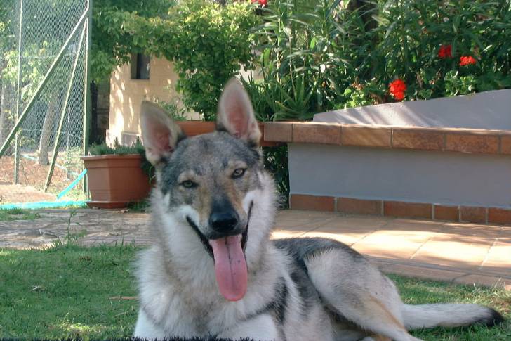 syria - Chien Loup Tchécoslovaque (1 an)
