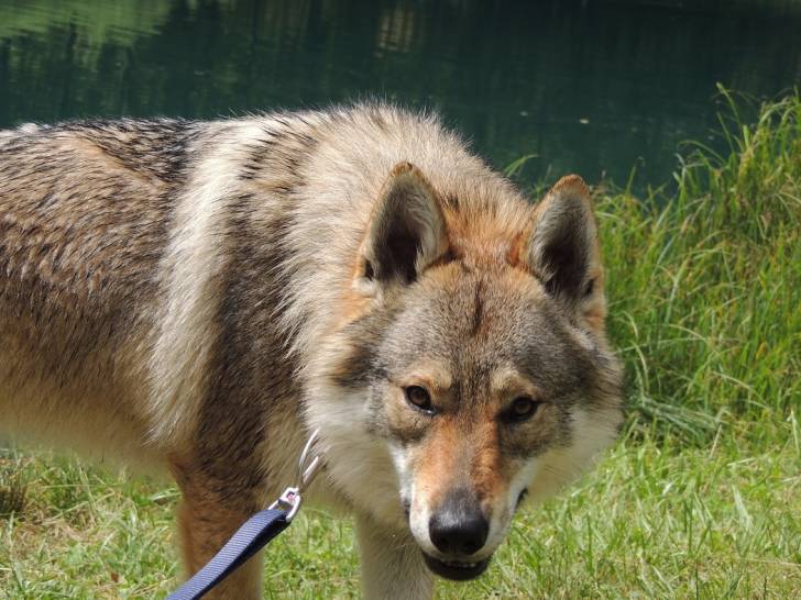 FALKO - Chien Loup Tchécoslovaque Mâle (1 an)
