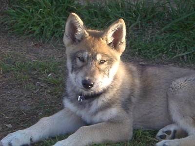Laxia 2012 - Chien Loup Tchécoslovaque (7 mois)