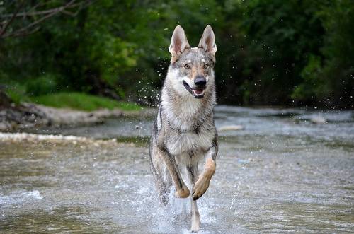 Shadow - Chien Loup Tchécoslovaque Mâle (3 ans)