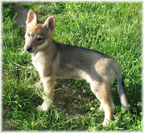 Zaiko - Chien Loup Tchécoslovaque Mâle (6 mois)