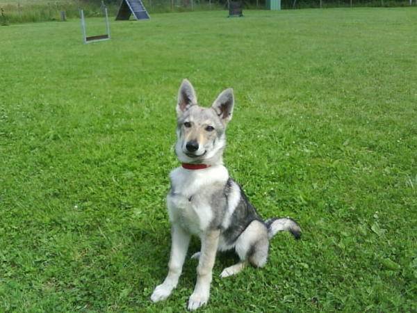Zaiko - Chien Loup Tchécoslovaque Mâle (1 an)