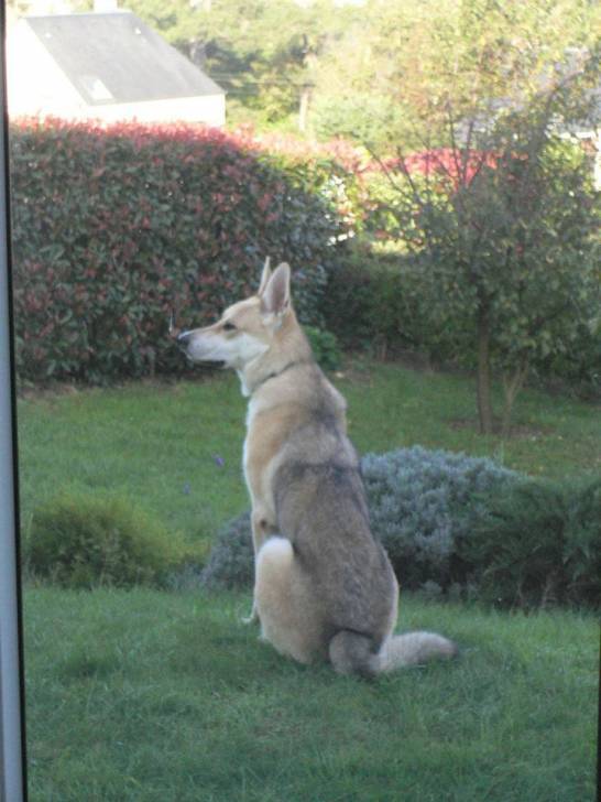Zaiko - Chien Loup Tchécoslovaque Mâle (2 ans)