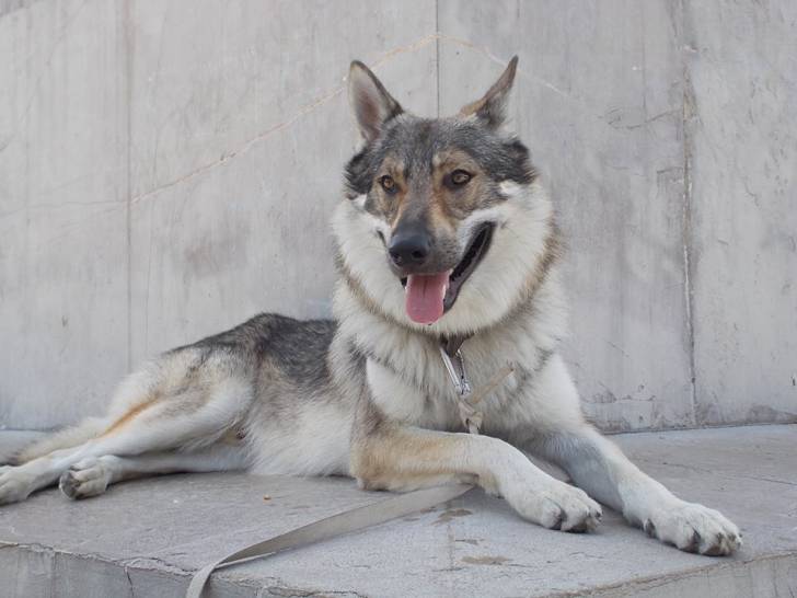 Inwolfl - Chien Loup Tchécoslovaque Mâle (2 ans)