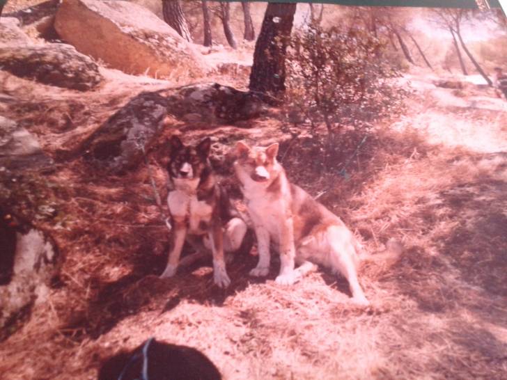 THOR Y CHACAL - Chien Loup Tchécoslovaque Mâle (3 ans)