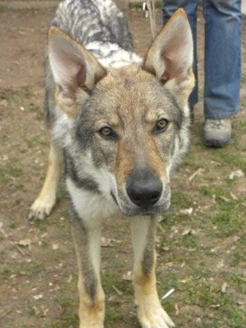 edcan - Chien Loup Tchécoslovaque Mâle (2 ans)
