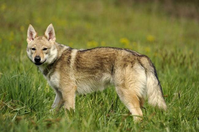 CHILI DU DOMAINE DE LA COMBE NOIRE - Chien Loup Tchécoslovaque