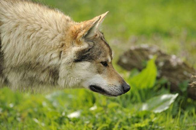 VAICKO PASSO DEL LUPO - Chien Loup Tchécoslovaque