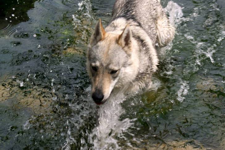 Damian - Chien Loup Tchécoslovaque Mâle (1 an)