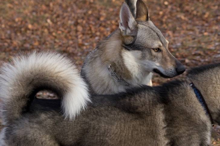 Photo Chien Loup Tchécoslovaque
