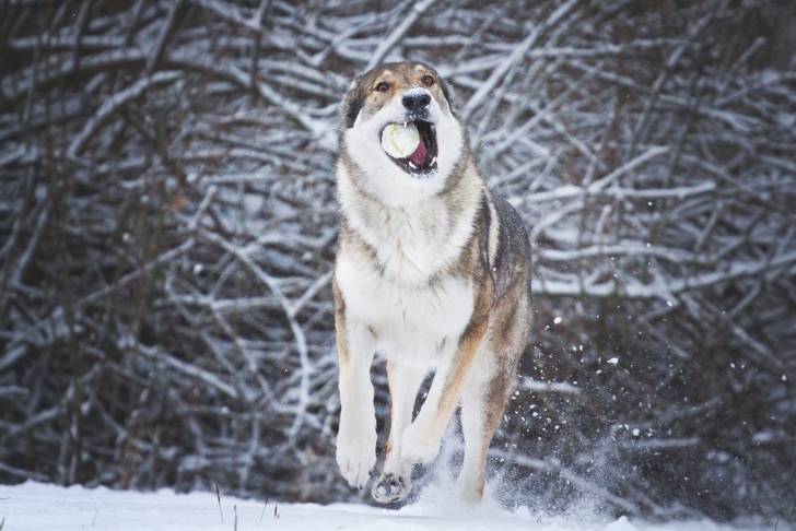 Photo Chien Loup Tchécoslovaque