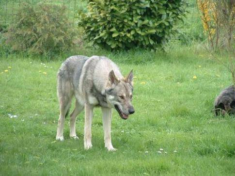 lounéta - Chien Loup Tchécoslovaque (1 mois)
