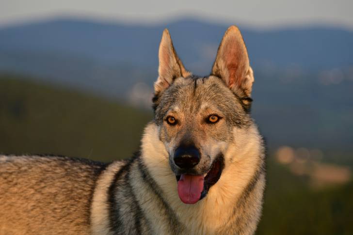 Un Chien Loup Tchécoslovaque avec les oreilles dressées