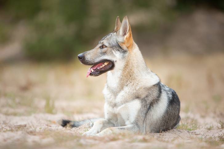 Un Chien Loup Tchécoslovaque allongé dehors