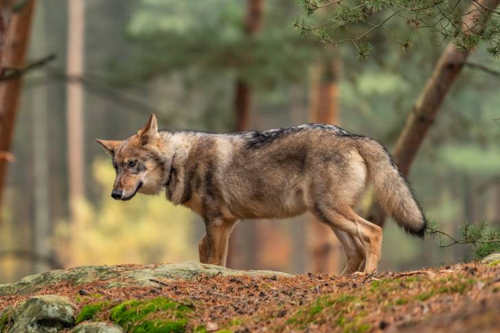 Un Chien Loup Tchécoslovaque qui se promène dans les bois