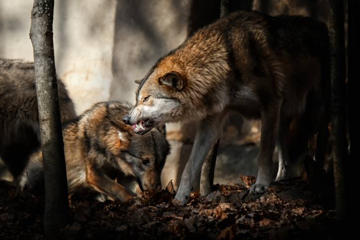 Un Chien Loup Tchécoslovaque dominant