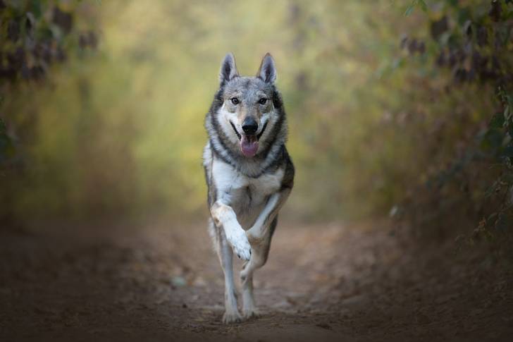 Un Chien Loup Tchécoslovaque qui court vers l'objectif