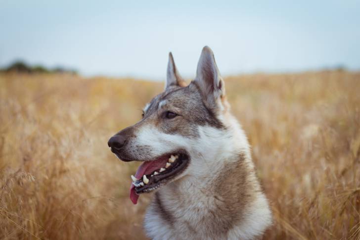 Un Chien Loup Tchécoslovaque au milieu d'un champ de blé