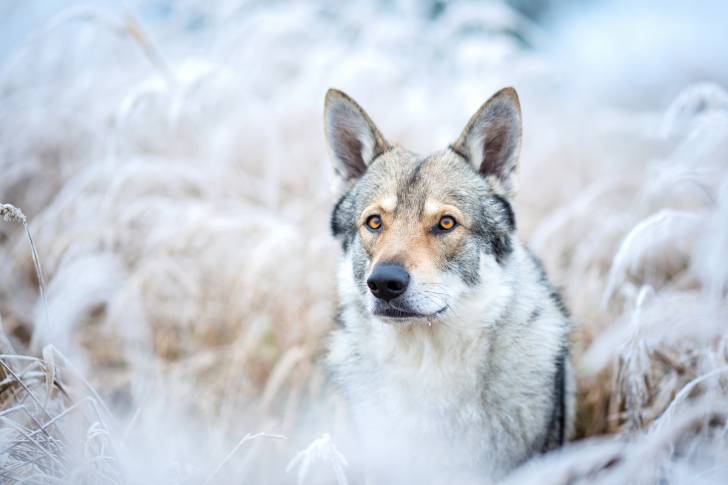 Un Chien Loup Tchécoslovaque aux aguets dans un champ