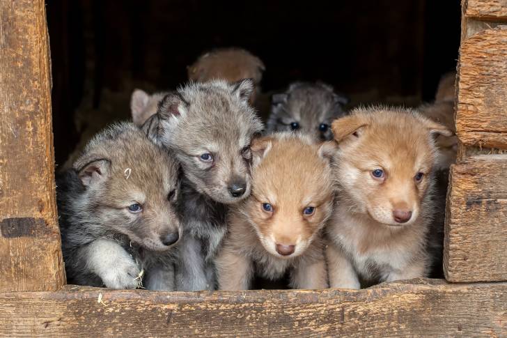 Une portée de Chien Loup Tchécoslovaque