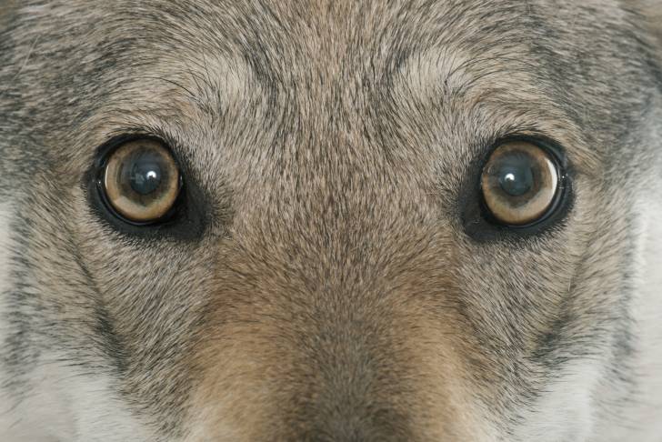 Le regard d'un Chien Loup Tchécoslovaque