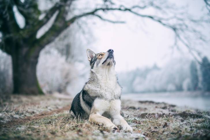 Un Chien Loup Tchécoslovaque allongé au bord de l'eau en hiver