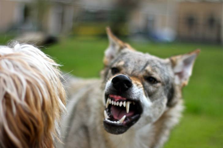 Un Chien Loup Tchécoslovaque prêt à attaquer