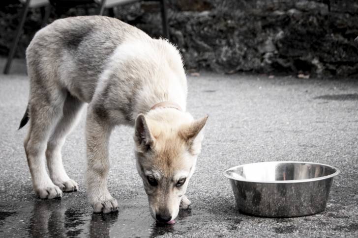 Un jeune Chien Loup Tchécoslovaque qui renifle le sol près de sa gamelle