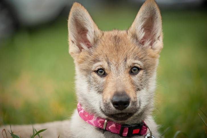 Un jeune Chien Loup Tchécoslovaque qui porte un collier rose