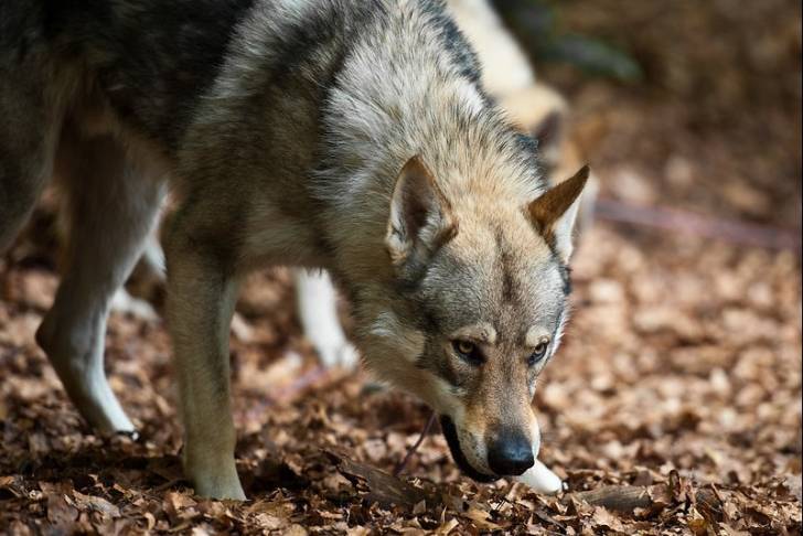 Un Chien Loup Tchécoslovaque en position d'attaque
