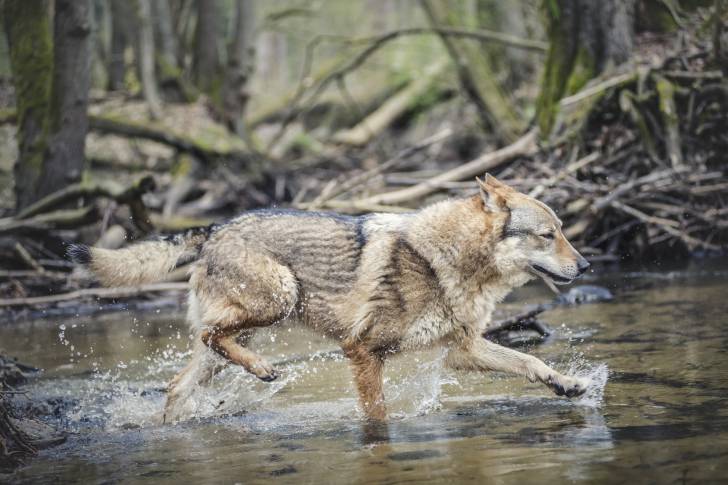 Un Chien Loup Tchécoslovaque qui entre dans une rivière