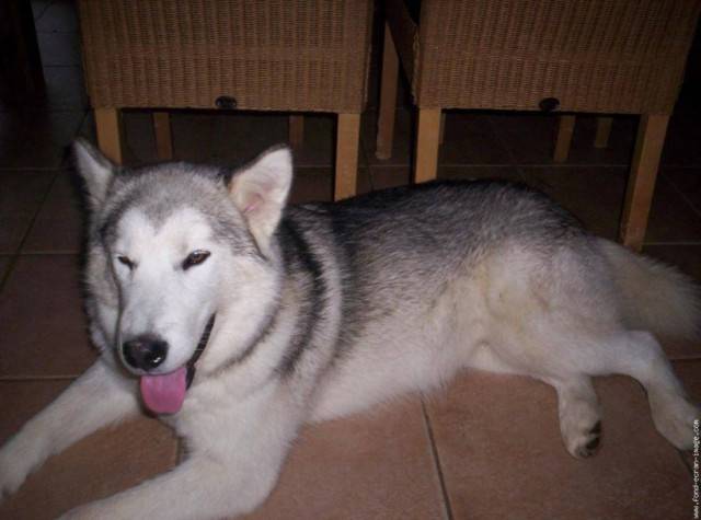 Ninouka - Chien Loup Tchécoslovaque (11 mois)