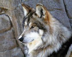 loup - Chien Loup Tchécoslovaque
