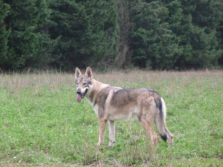 Loo-Loo - Chien Loup Tchécoslovaque (1 an)