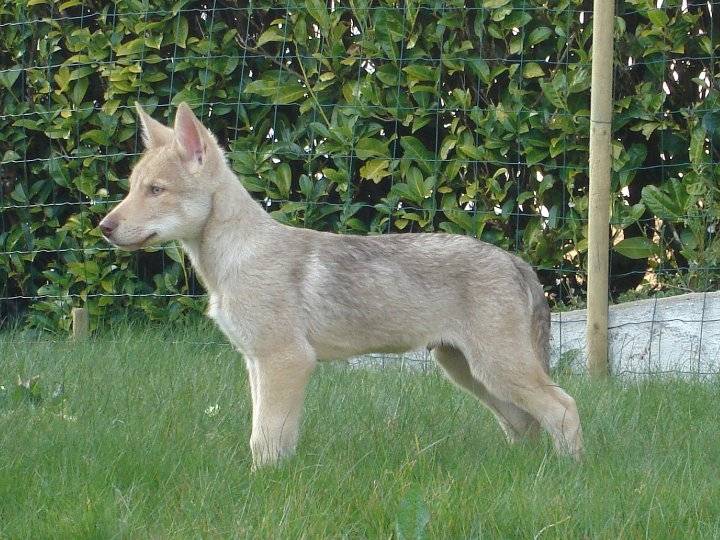 millie - Chien Loup Tchécoslovaque (1 an)
