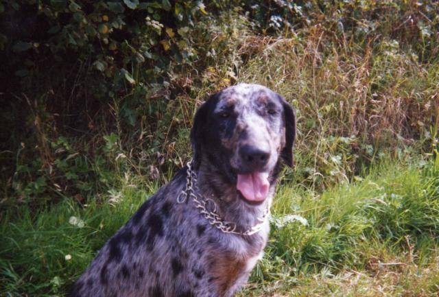 Dionne - Chien Léopard Catahoula