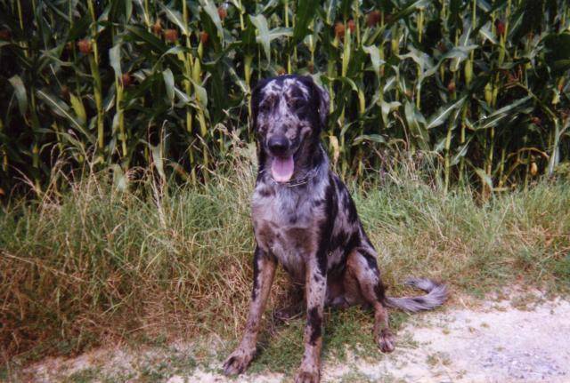 Drazic - Chien Léopard Catahoula
