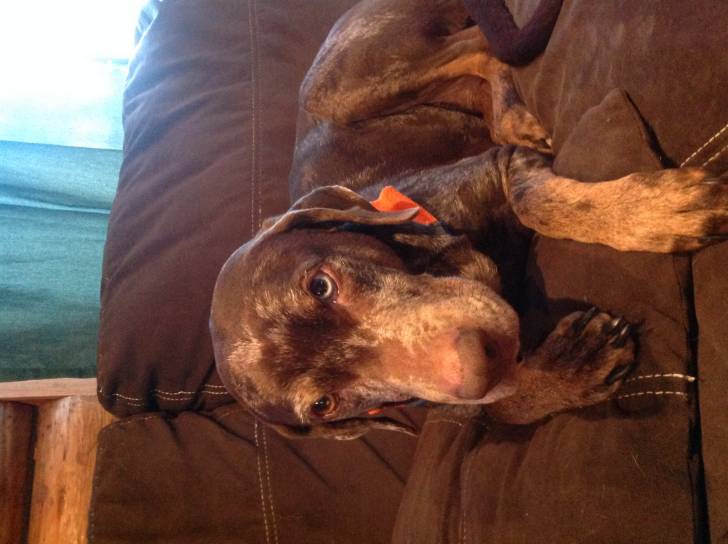 Memphis - Chien Léopard Catahoula (11 ans)
