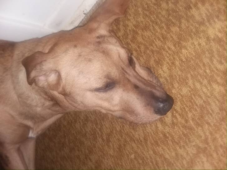 Bailey - Chien Léopard Catahoula Mâle (9 mois)