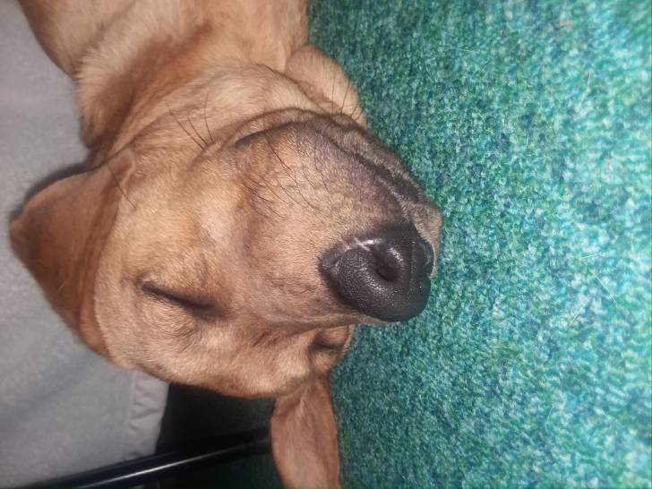 Bailey - Chien Léopard Catahoula Mâle (9 mois)