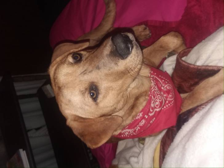 Bailey - Chien Léopard Catahoula Mâle (9 mois)