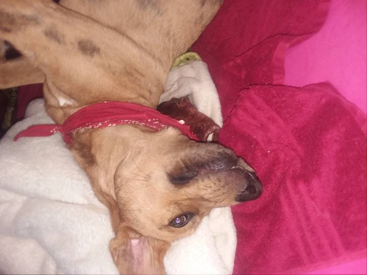 Bailey - Chien Léopard Catahoula Mâle (9 mois)