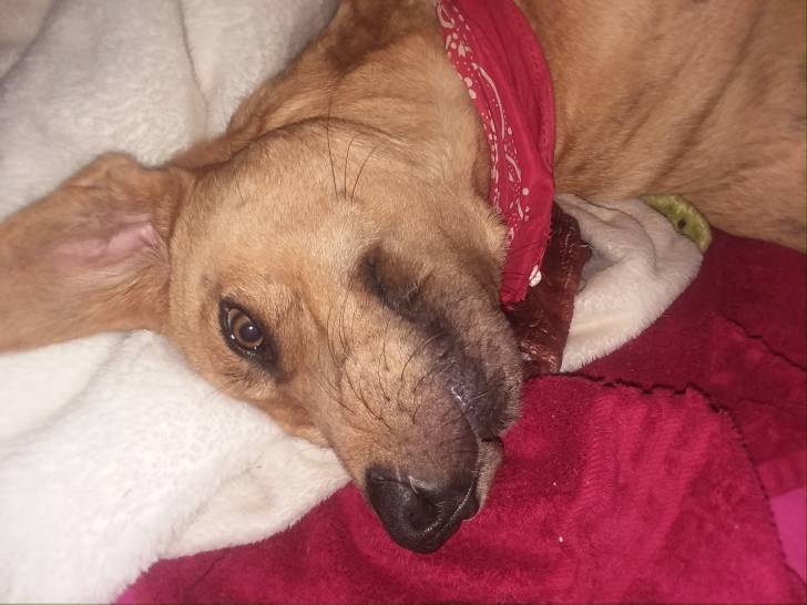 Bailey - Chien Léopard Catahoula Mâle (9 mois)