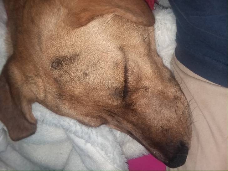 Bailey - Chien Léopard Catahoula Mâle (9 mois)