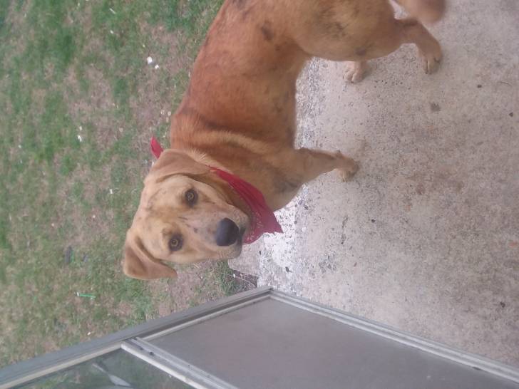 Bailey - Chien Léopard Catahoula Mâle (10 mois)