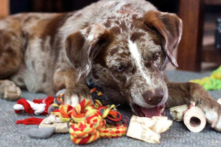Photo Chien Léopard Catahoula