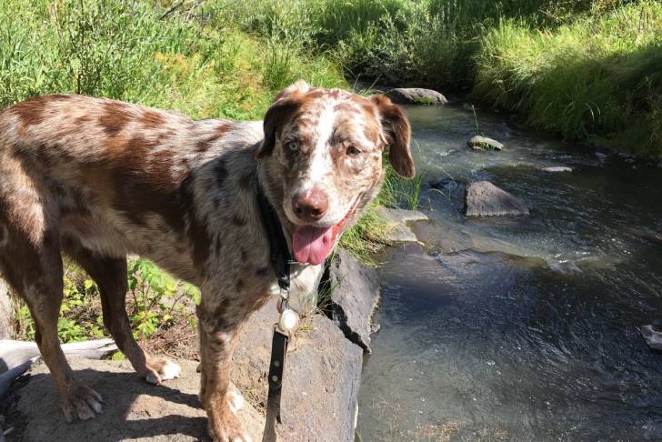 Photo Chien Léopard Catahoula