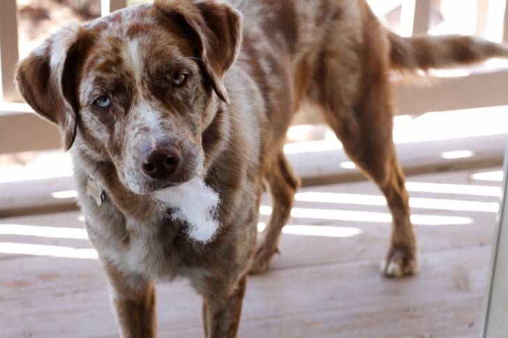 Photo Chien Léopard Catahoula