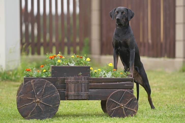 Photo Chien Léopard Catahoula