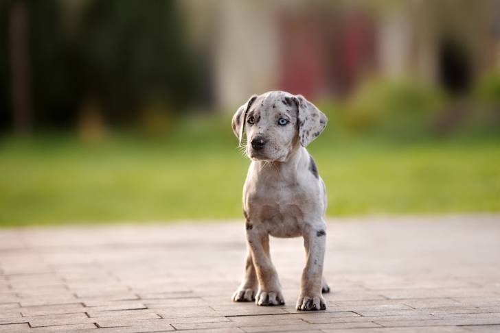 Photo Chien Léopard Catahoula